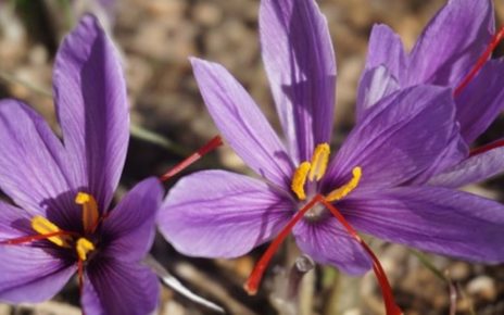 5 Manfaat Bunga Saffron Bagi Kecantikan