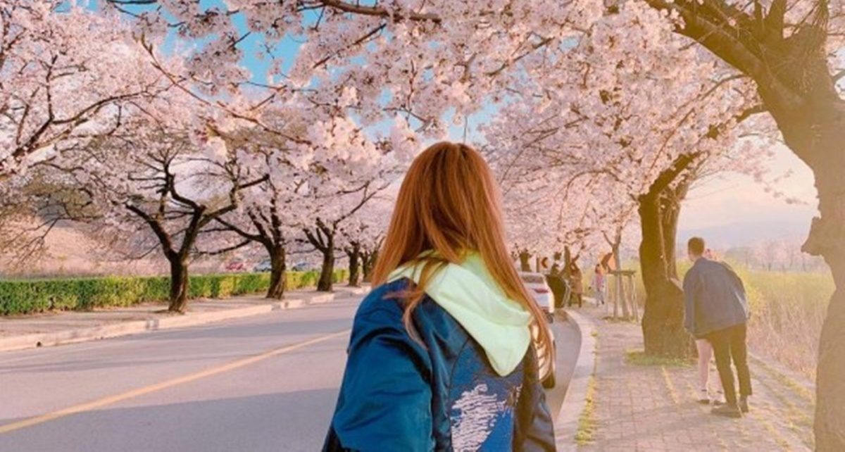 5 Lokasi Pesona Sakura di Korea Selatan