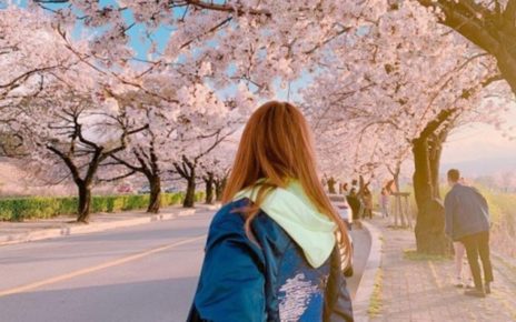 5 Lokasi Pesona Sakura di Korea Selatan