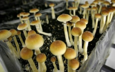 7 Fakta Magic Mushroom Yang Unik
