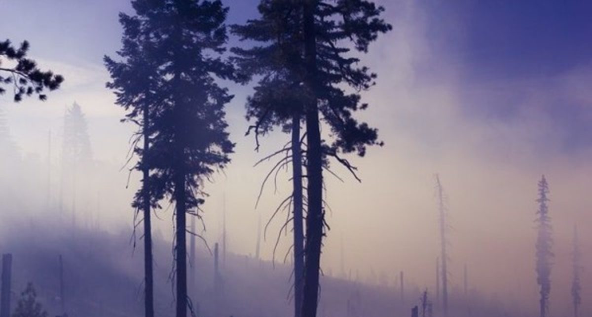 4 Penyakit Akibat Asap Kebakaran Hutan bagi Tubuh