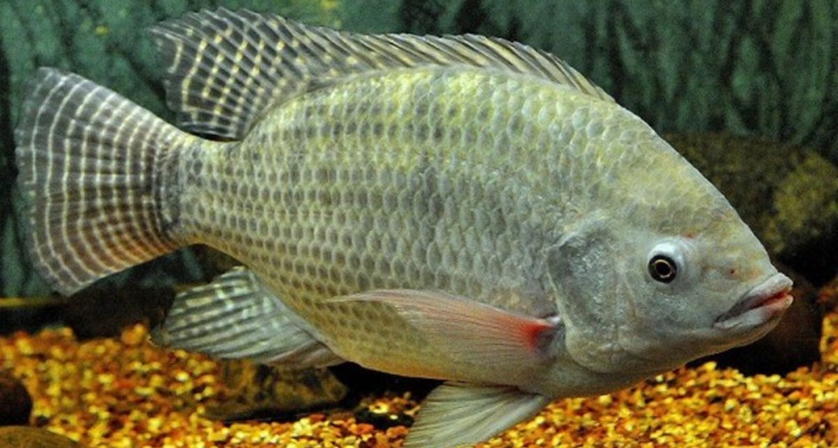 Kulit Ikan Nila Bisa Sembuhkan Luka Bakar