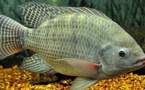 Kulit Ikan Nila Bisa Sembuhkan Luka Bakar