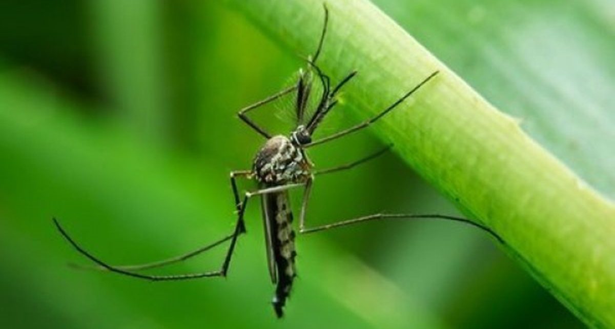 10 Tanaman Pengusir Nyamuk, Dijamin Ampuh