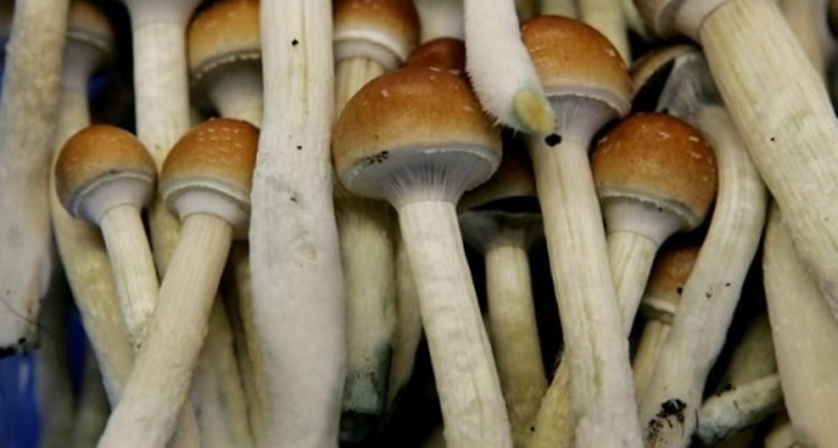 Magic Mushroom Akan Segera Jadi Obat Depresi
