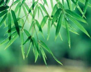 Manfaat Daun Bambu, Sehatkan Jantung
