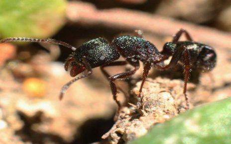 Ini 6 Spesies Semut Paling Berbahaya di Dunia