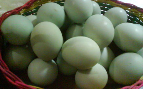 Manfaat Kuning Telur, Poin 4 Sangat Mengejutkan
