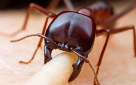 Ini 5 Spesies Semut Paling Berbahaya di Dunia