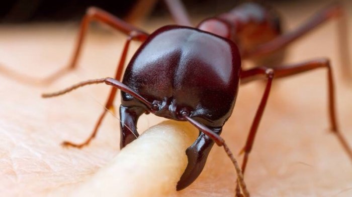 Ini 5 Spesies Semut Paling Berbahaya di Dunia