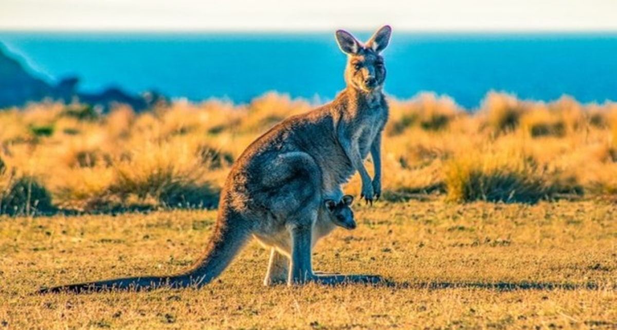 5 Fakta Ilmiah tentang Kanguru, Mamalia Marsupial dengan Kaki Kuat