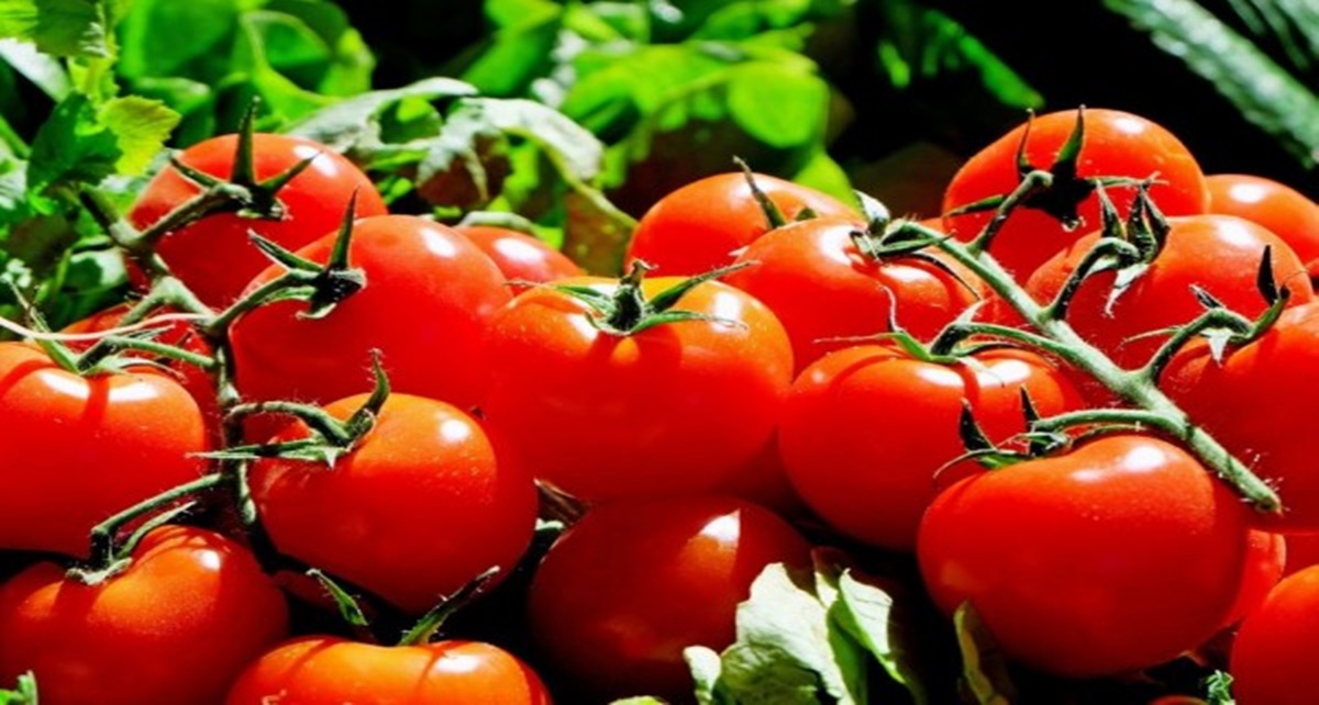 6 Manfaat Tomat untuk Kesehatan
