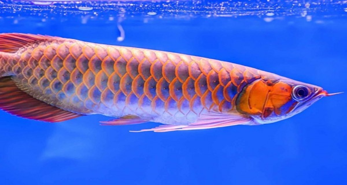 5 Fakta Arwana, Ikan Pembawa Keberuntungan yang Super Mahal