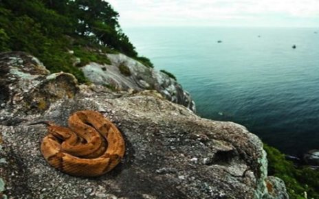 5 Fakta Ngeri Snake Island, Pulau Paling Mematikan di Dunia