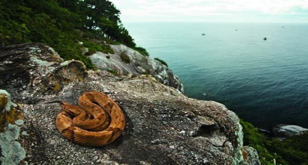 5 Fakta Ngeri Snake Island, Pulau Paling Mematikan di Dunia