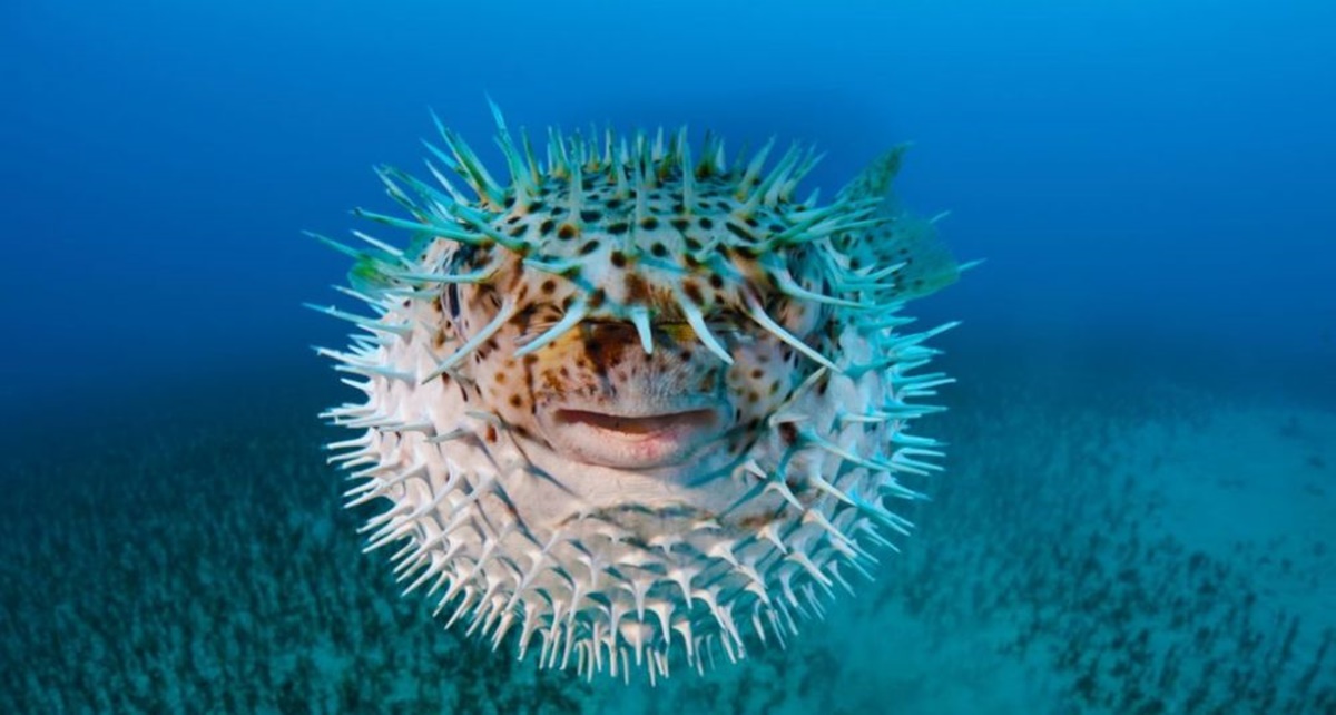7 Fakta Tentang Ikan Buntal yang Belum Banyak Diketahui Orang