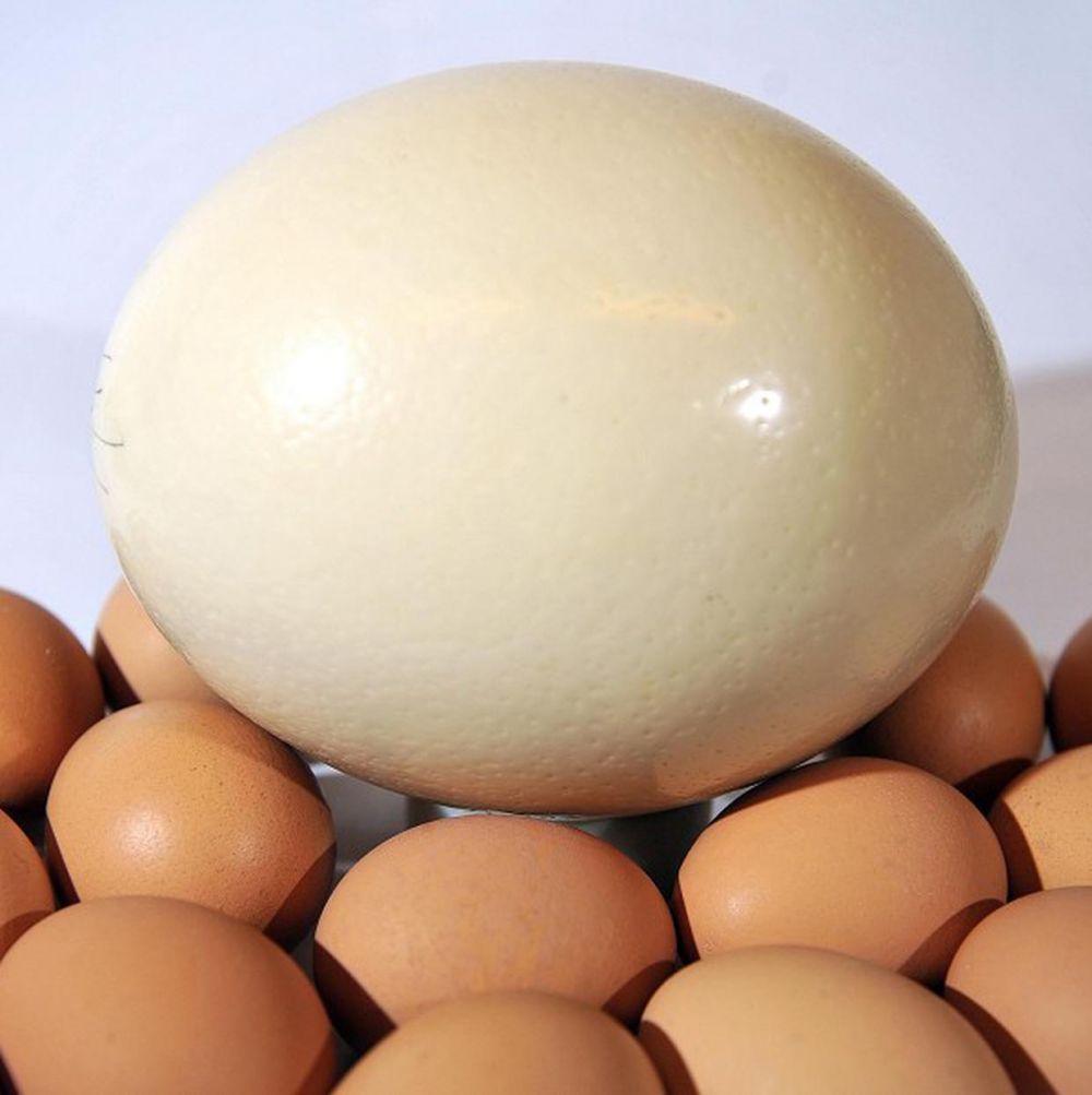 5 Fakta Unik Telur