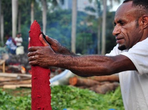 Manfaat Buah Merah Asal Papua