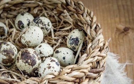 Manfaat Telur Puyuh Bagi Kesehatan Tubuh