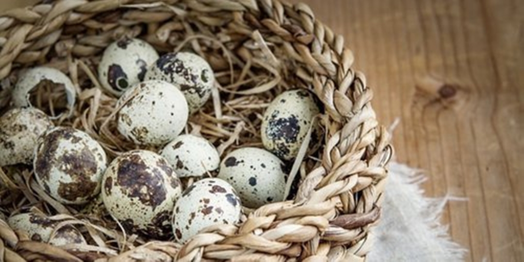 Manfaat Telur Puyuh Bagi Kesehatan Tubuh