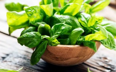 manfaat daun kemangi bagi kesehatan