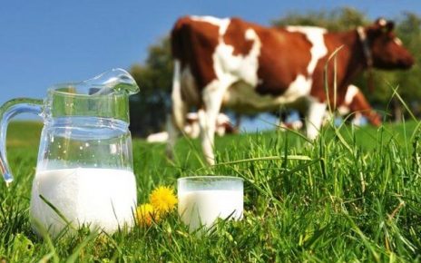 Manfaat Susu Sapi untuk Kesehatan