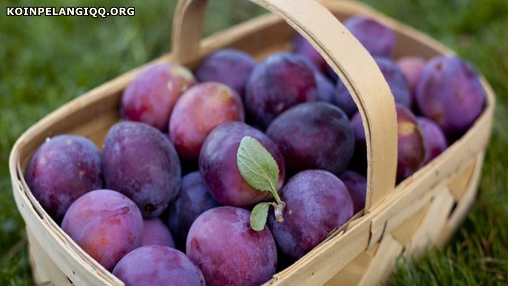 Manfaat sehat buah plum yang wajib kamu ketahui