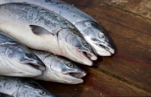 Efek Makan Ikan terhadap Libido, Benarkah Berpengaruh?