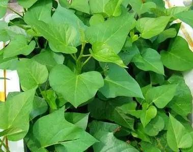 Manfaat daun ubi jalar untuk kesehatan
