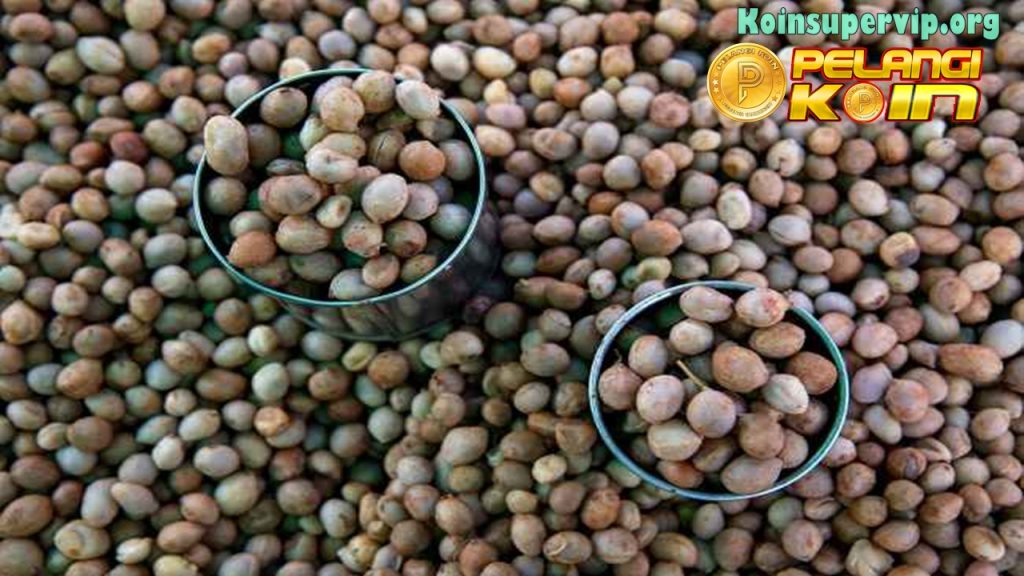 Kandungan dan Manfaat Kacang Bogor bagi Kesehatan