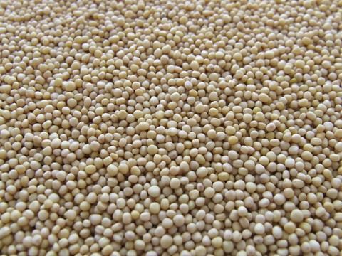 Manfaat Quinoa yang Telah Terbukti Secara Ilmiah