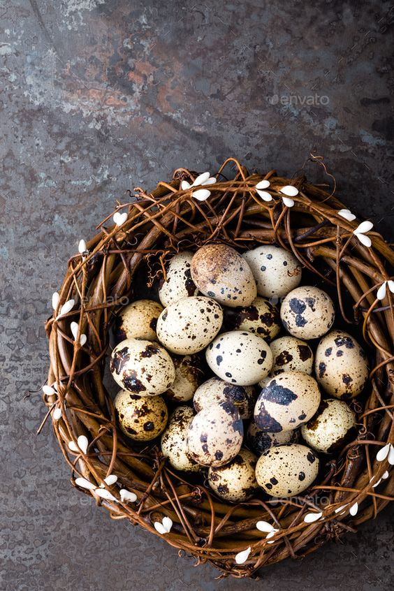 Manfaat Telur Puyuh yang Baik untuk Kesehatan